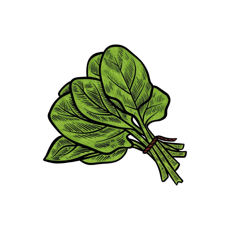 Wektor zielona ilustracja szpinaku z kolorem