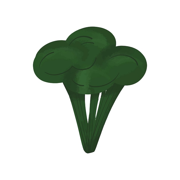 Zielona Kapusta Brokułowa Zdrowe Odżywianie Wektor Ręcznie Rysowane żywności Ekologicznej