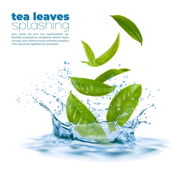 Zielone liście herbaty z bryzgami i bryzgami korony niebieskiej wody Wektor organiczny napój ziołowy reklama 3d z realistycznymi zielonymi liśćmi wpadającymi w aqua Świeża roślina z naturalnym aromatem reklama napoju