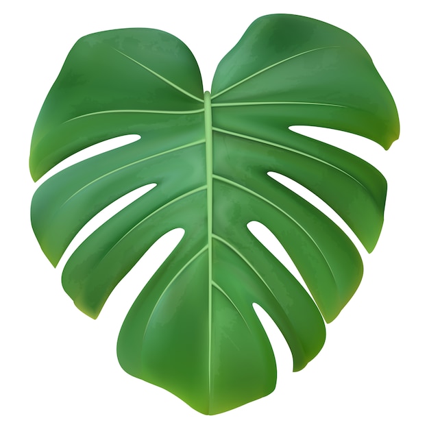 Zielony liść Monstera roślina odizolowywająca