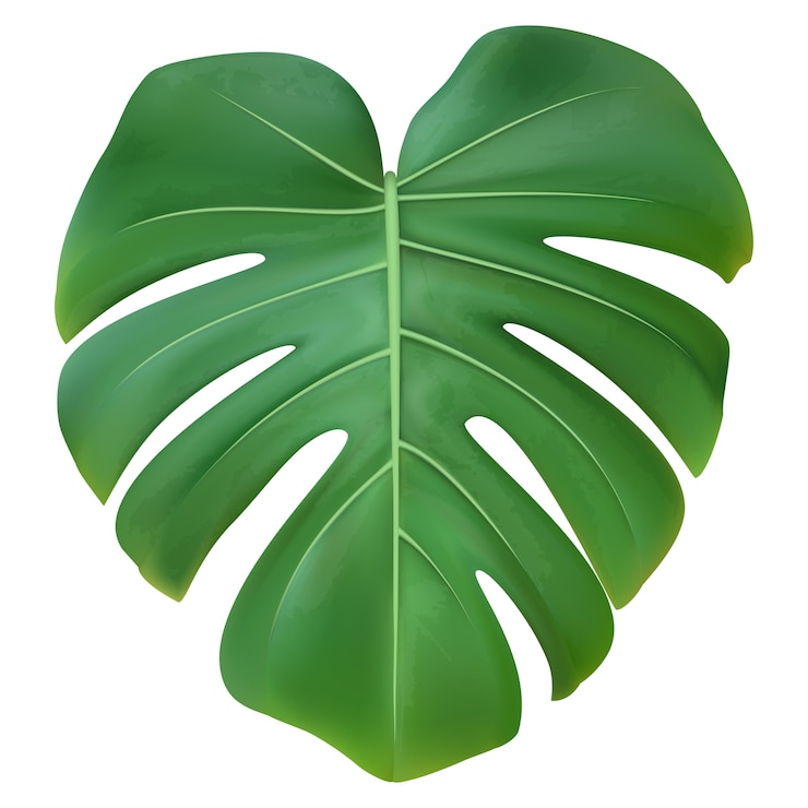 Zielony liść Monstera roślina odizolowywająca