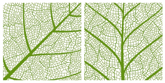 Plik wektorowy zielony liść tekstura wzór tła z żyłami