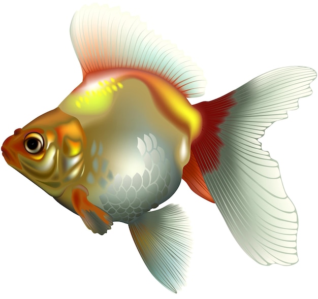 Złota ryba Carassius auratus