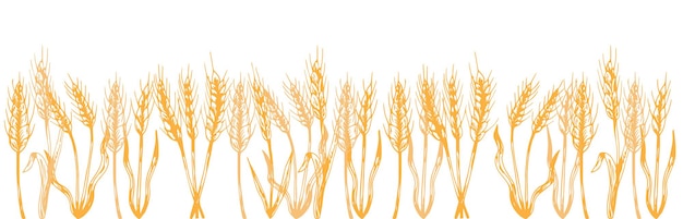 Plik wektorowy złote kłosy pszenicy lub żyta z bliska na białym tle. koncepcji bogatych zbiorów. tło