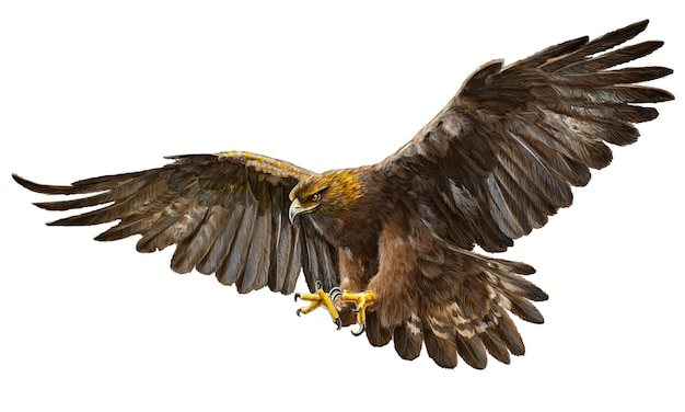Plik wektorowy złotego orła latający ręka remis na białym tle.
