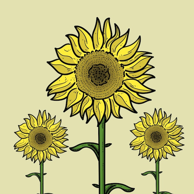 Żółta Flora Słonecznika Izolowana Botanicznie Na Zielonym Tle Wektor Nowoczesne Ilustracje