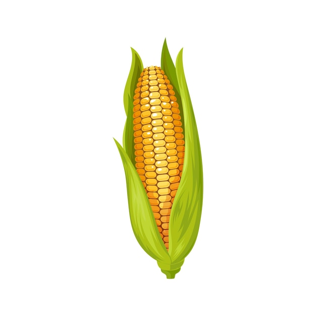 Żółta kukurydza z liśćmi izolowany kaczan kukurydzy Kolba kukurydzy