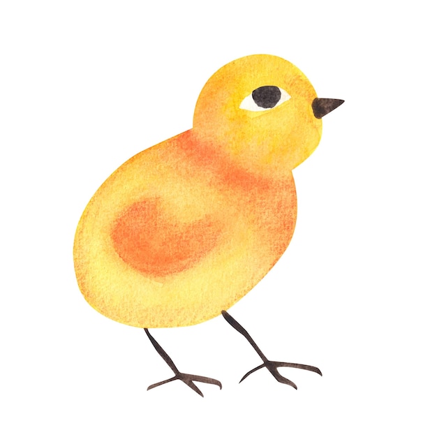 Żółty kurczak akwarela ilustracja