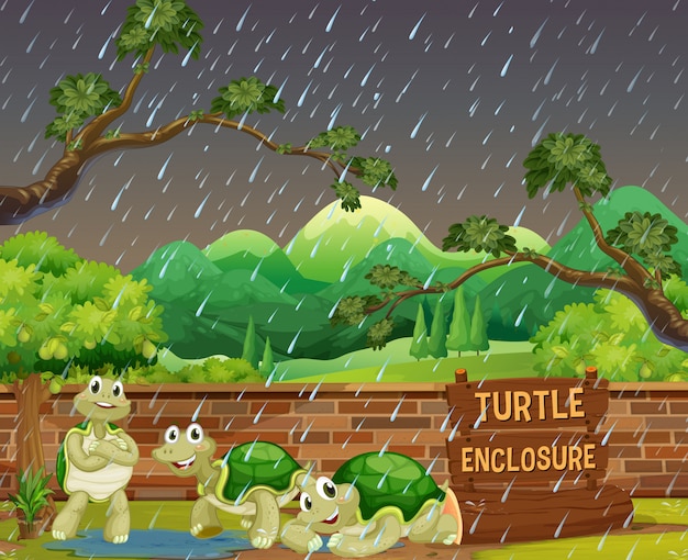 Zoo Scena Z Trzy żółwiami W Deszczu