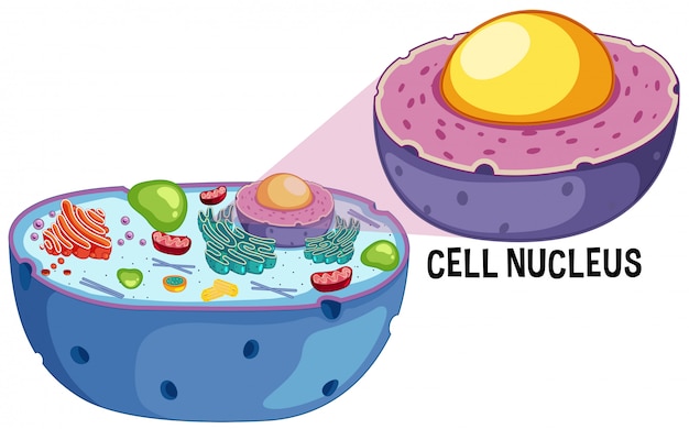 Plik wektorowy zwierzęca komórka jądro na białym tle
