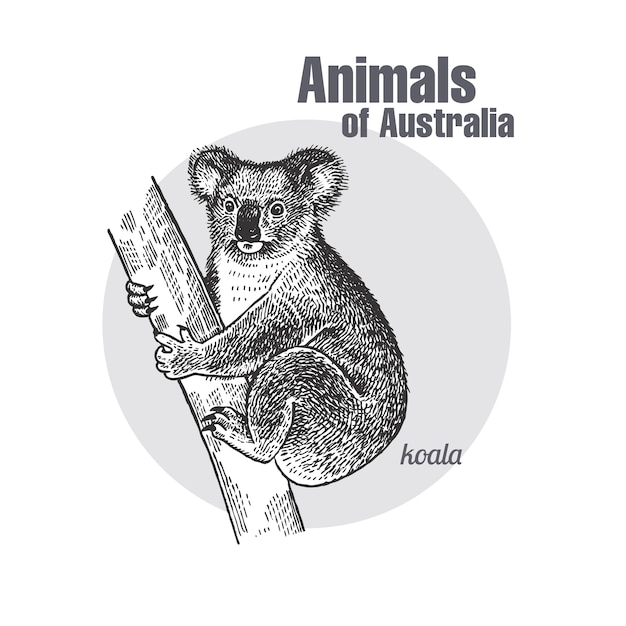Plik wektorowy zwierzęta australii. miś koala.