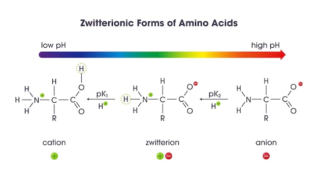 Plik wektorowy zwitterionowe formy aminokwasów diagram ilustracji wektorowej nauki