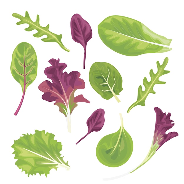 Plik wektorowy zwykłe warzywa liściaste, takie jak sałata, endywia kędzierzawa, kapusta buraczana