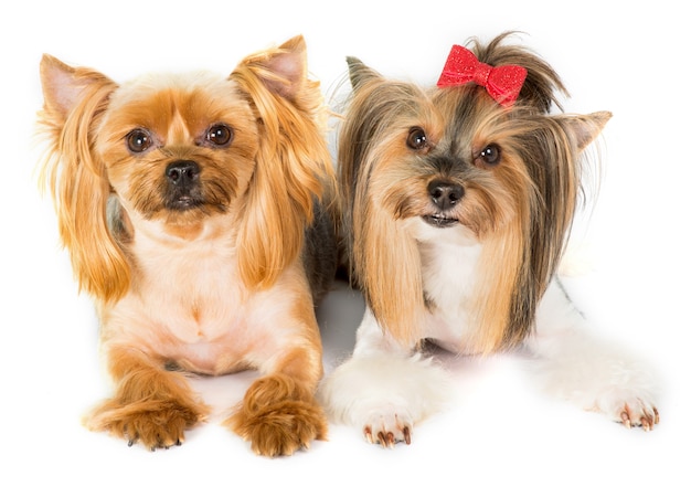 2 yorkshire terrier z modnymi efektownymi fryzurami