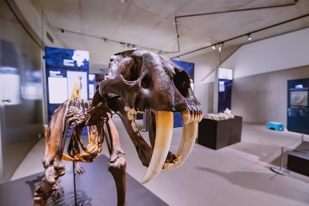 22 lipca 2022 Dusseldorf Niemcy szczęki i czaszka ze szkieletem przerażającego prehistorycznego drapieżnika tygrysa szablozębnego i koncepcji smilodona