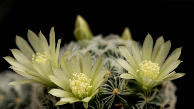 3 jasnozielone kwiaty kaktusa na kaktusowej roślinie