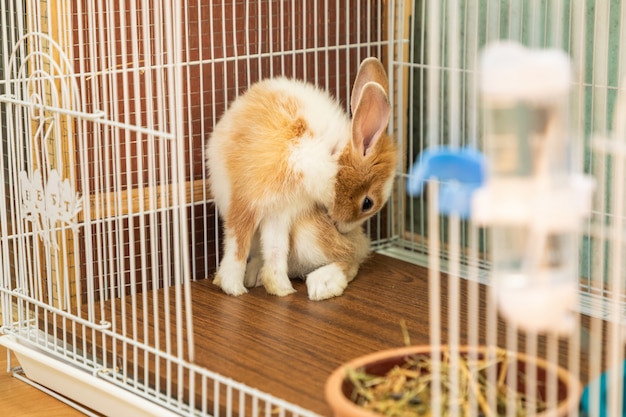 3 miesięczny króliczek samoczyszczący się w swojej klatce