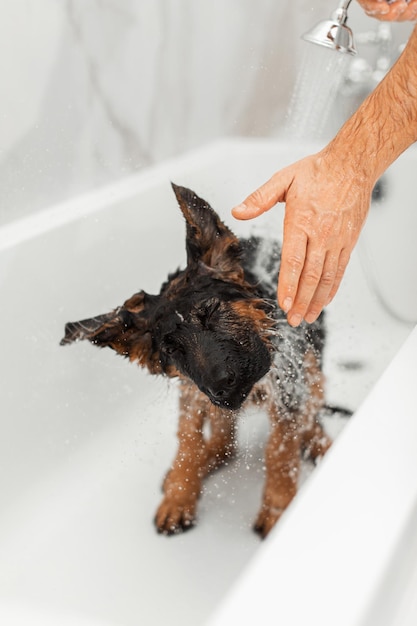 3-miesięczny szczeniak owczarka niemieckiego podczas kąpieli
