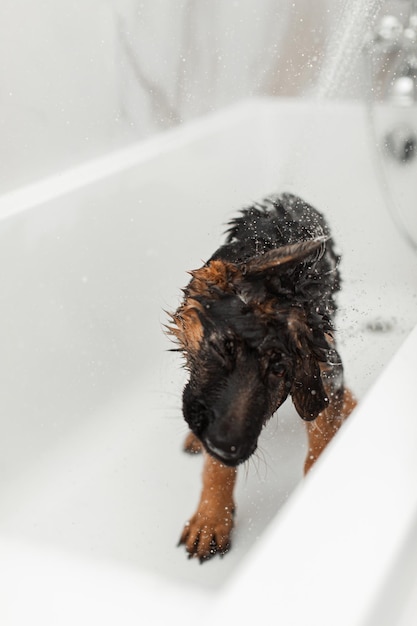 Zdjęcie 3-miesięczny szczeniak owczarka niemieckiego podczas kąpieli