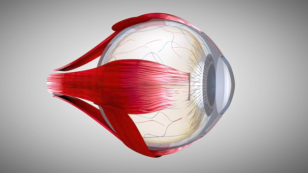 Zdjęcie 3d anatomiczny model oka