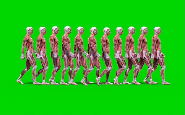 Zdjęcie 3d cyfrowi odpłacają się chodząca męska anatomii postać z mięsień mapą odizolowywającą na zieleń plecy