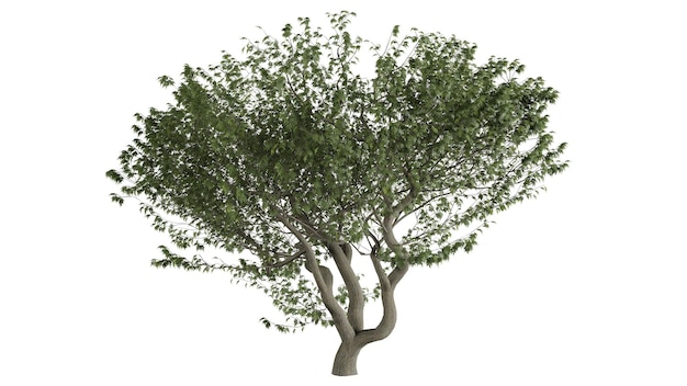 3D Drzewa Tło Scena Białe