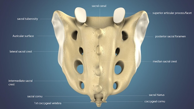 3D ilustracja anatomii kości krzyżowej człowieka szkieletu
