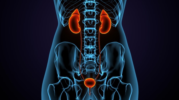 Zdjęcie 3d ilustracja anatomii nerki mężczyzny