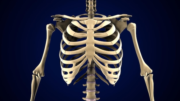 3D ilustracja anatomii szkieletu ludzkiego ciała