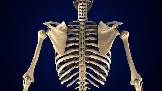 3D ilustracja anatomii szkieletu ludzkiego ciała