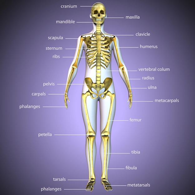 3D ilustracja anatomii szkieletu ludzkiego ciała