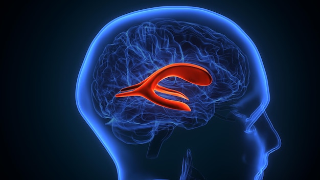 3D ilustracja anatomii wewnętrznych części ludzkiego mózgu