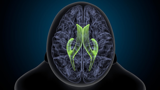3D ilustracja anatomii wewnętrznych części ludzkiego mózgu