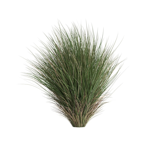 3d ilustracja chionochloa rubra