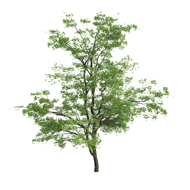 3D ilustracja drzewa acer mandschuricum na białym tle