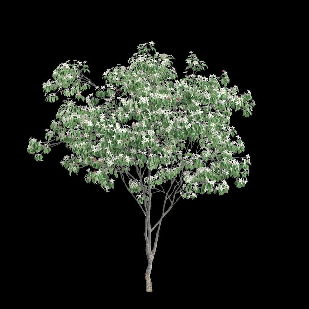 3d ilustracja drzewa Cornus kousa izolowanego na czarnym tle
