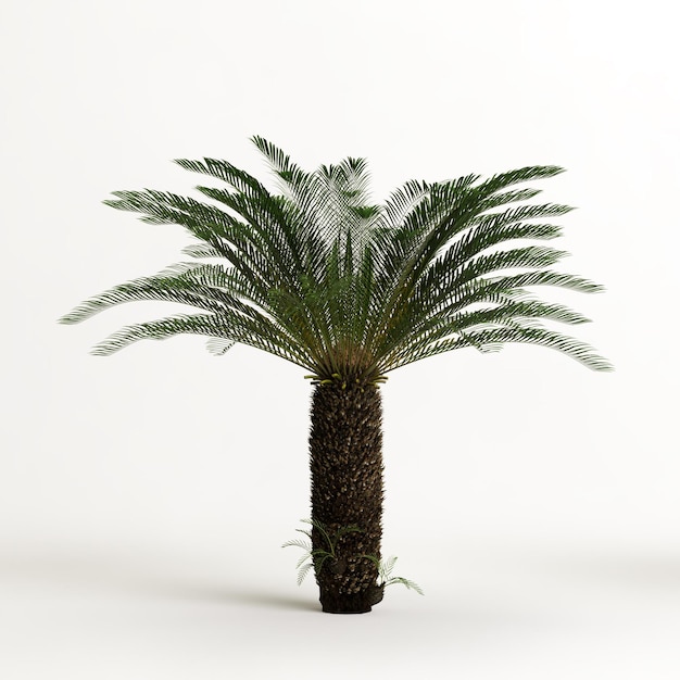 3d Ilustracja Drzewa Cyathea Na Białym Tle