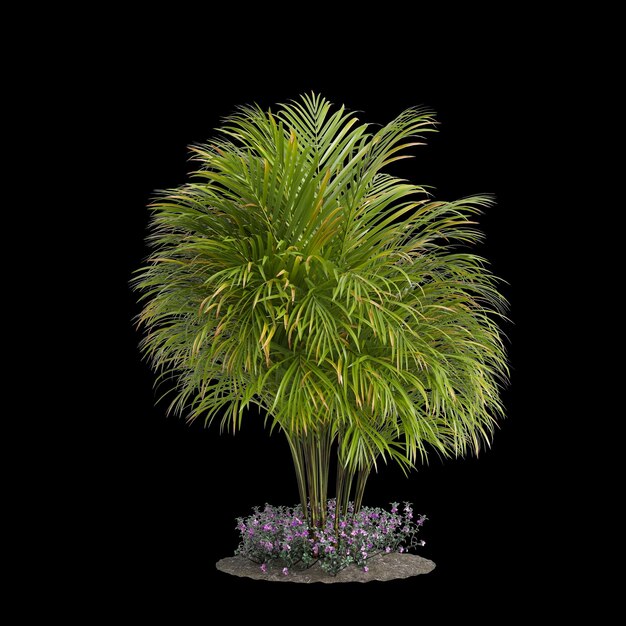 3d Ilustracja Drzewa Dypsis Lutescens Wyizolowanego Na Czarnym Tle