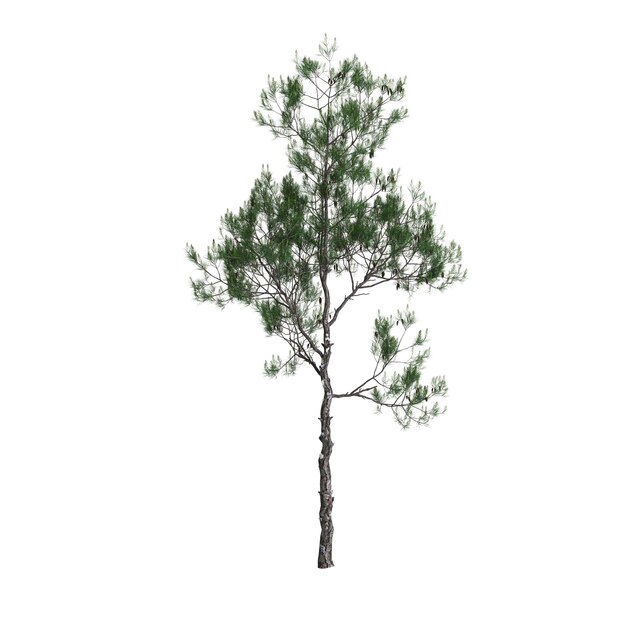 3d ilustracja drzewa pinus dalatensis na białym tle