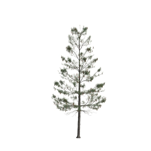 3d ilustracja drzewa pinus strobus na białym tle