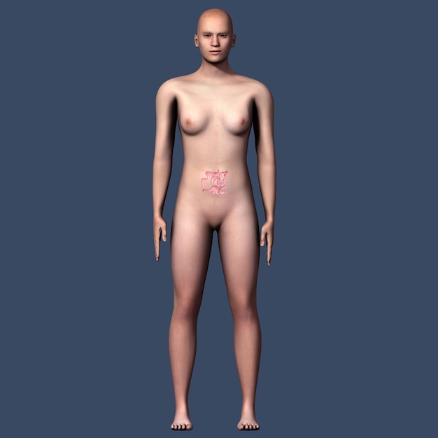 Zdjęcie 3d ilustracja kobiecej anatomii z organami