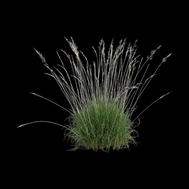 3d ilustracja krzaka calamagrostis arundinacea odizolowanego na czarnym tle