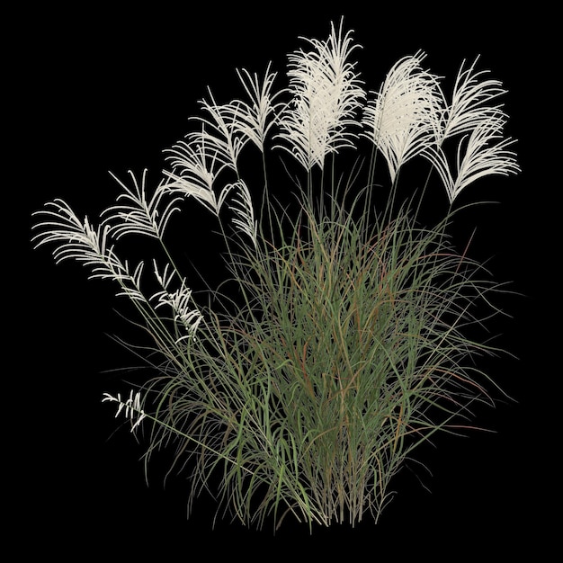 3D ilustracja krzaka miscanthus sacchariflorus odizolowanego na czarnym tle