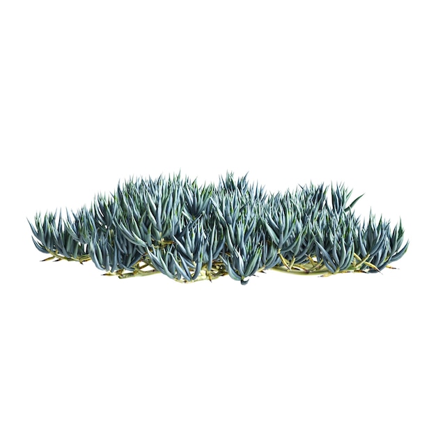 3d ilustracja krzewu Senecio mandraliscae izolowanego na białym tle