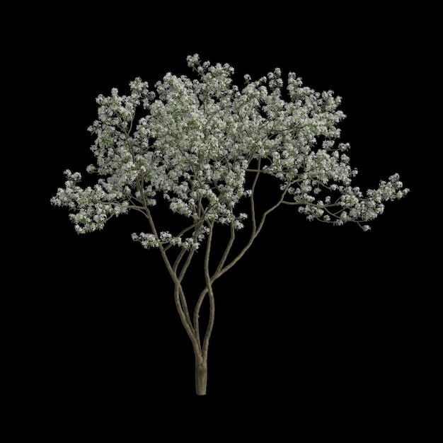 3D ilustracja kwitnienia amelanchier odizolowana na czarnym tle