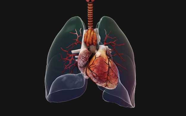 3d Ilustracja Ludzkie Płuca I Układ Oddechowy. Ncov W Chinach Ilustracja Koncepcja.