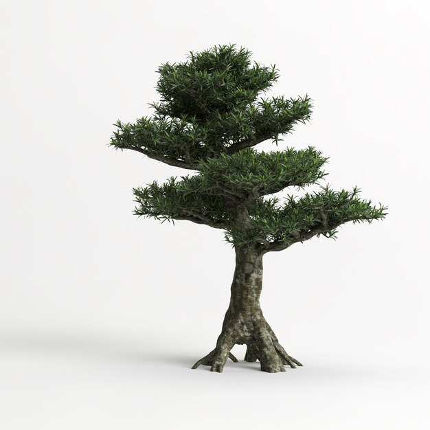 3d ilustracja Podocarpus macrophyllus bonsai na białym tle i jego masce