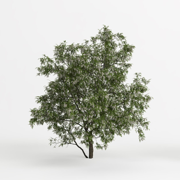 3D ilustracja robinia pseudoacacia treeisolated na białym tle