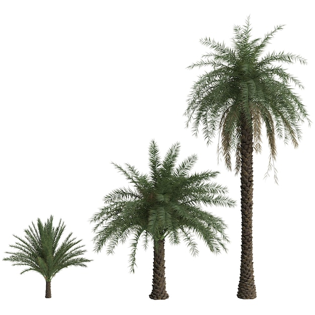 3d ilustracja set phoenix sylvestris palma odizolowywająca na białym tle