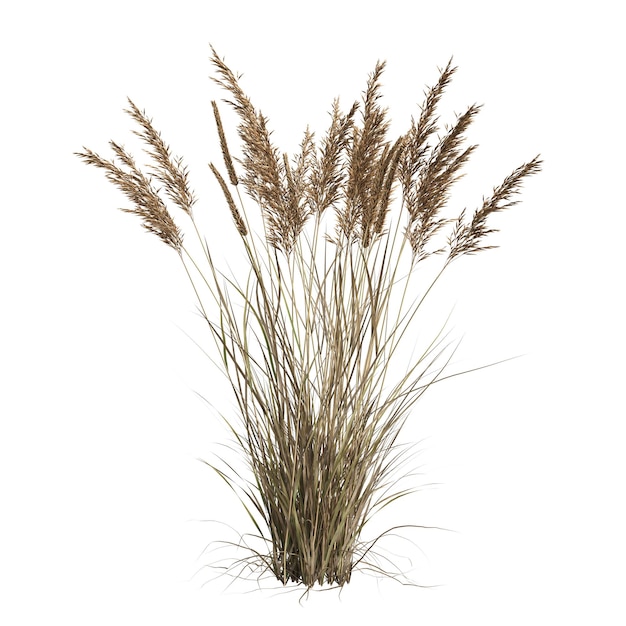 3d ilustracja trawy Calamagrostis canadensis na białym tle